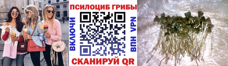 купить наркотик  Новотроицк  Псилоцибиновые грибы GOLDEN TEACHER 